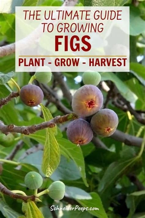 Ultimate Guide To Growing Figs In The Backyard Or Indoors Fig Fruit