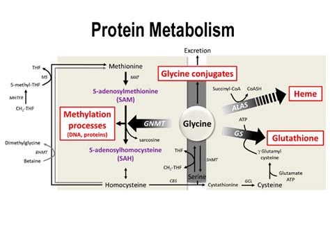 Protein Metabolism - Focus Dentistry