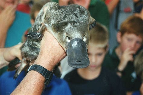 Platypus, The Egg-Laying Mammal | Amazing Creatures