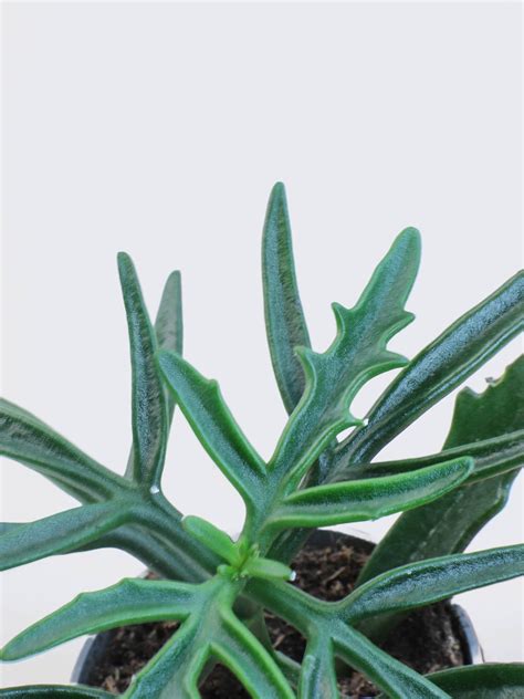 Mini Kalanchoe Ceratophylla Köp Växter Online Plantredo