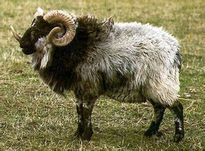 Boreray sheep - Alchetron, The Free Social Encyclopedia