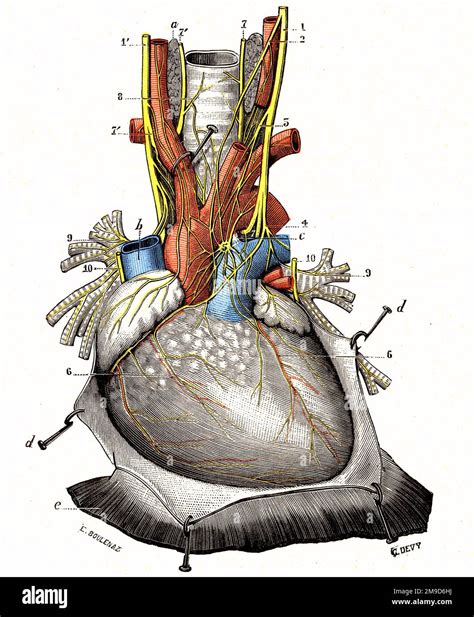 Cardiac plexus, illustration Stock Photo - Alamy