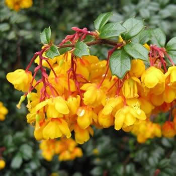 How and When to Prune Berberis Darwinii Shrubs