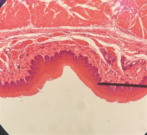 Histology Dr Boyd Lab Midterm Flashcards Quizlet