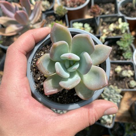 GRAPTOVERIA OPALINA Suculenta Mania