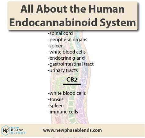 All About The Endocannabinoid System New Phase Blends