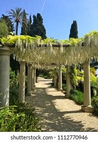 Pergola White Wisteria Flowers Vines Stock Photo 1112770946 | Shutterstock