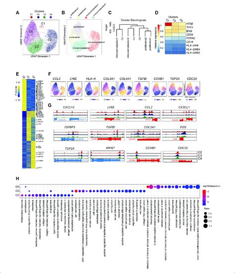 Single Cell Chromatin Accessibility Analysis Of Pmscs A Umap