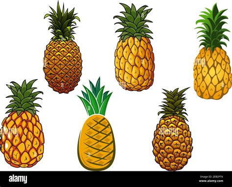 Tropical Juicy Yellow Pineapple Fruits With Crowns Of Spiky Green