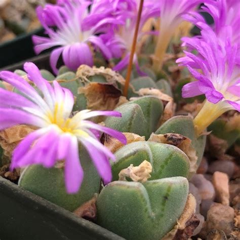 Conophytum Jarmilae Danielii Mesa Garden