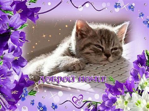 Уши лапы и хвосты — Разное | OK.RU | Buonanotte, Buongiorno, Notte