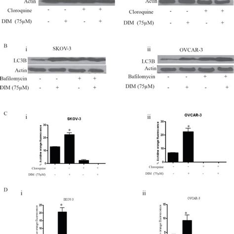 A SKOV 3 B OVCAR 3 C TOV 21G Cells Were Treated With Various