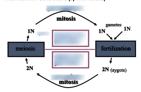 7 Alternation Of Generations Diagram DonnieKloeh