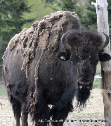 Wood Bison, Calgary Zoo