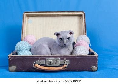 Naked Lopeared Cat Breed Ukrainian Levkoy Stock Photo Shutterstock