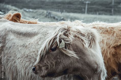 Close Up Head Shot Portraits Of Beautiful Highland Cow With Furry Manes Covering Their Eyes