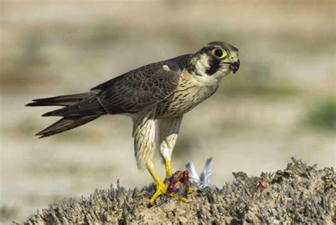 Barbary Falcon Falco Pelegrinoides By Peter W Chtersh User Barbary