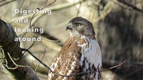 Red Tailed Hawk Hunting And Eating Youtube