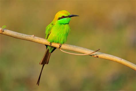 Green Bee Eater Wildlife Of Goodearth Malhar Bangalore