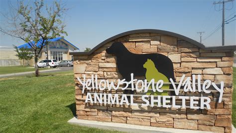 yellowstone valley animal shelter billings montana - Such Major Web Log Photography