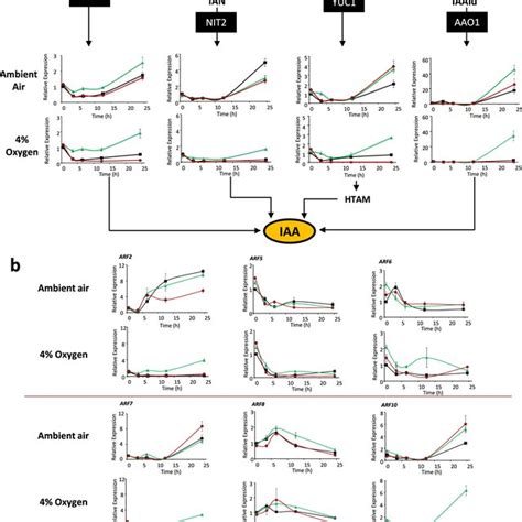 Auxin Synthesis And Response Relative Expression Of The Auxin