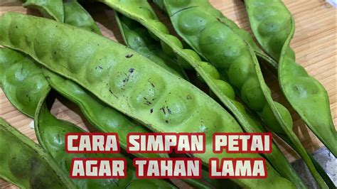 Cara Simpan Petai Supaya Tahan Lama Stink Bean Youtube