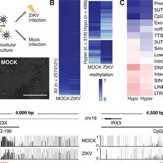 Infection Of Cerebral Organoids With Zikv Leads To Widespread