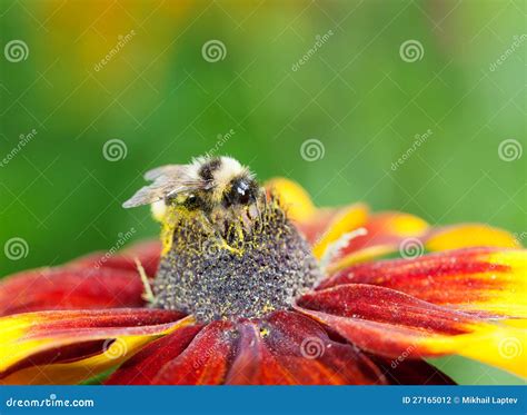 Abeja De La Miel Mellifera De Los Apis En La Flor Del Cono Foto De