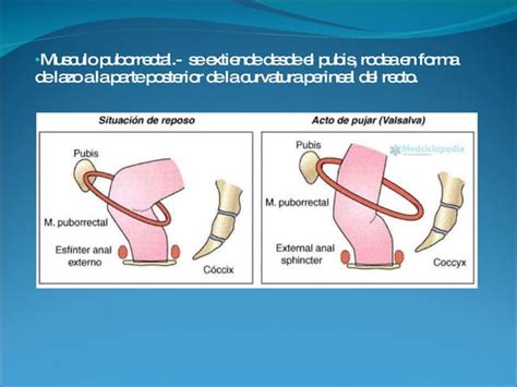 Musculo Elevador Del Ano Ppt