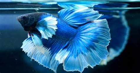 beautiful fish   world exploring animals