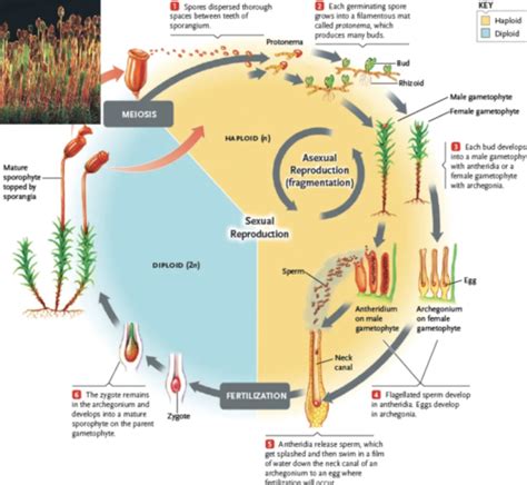 Bryophytes Nonvascular Land Plant Flashcards Quizlet