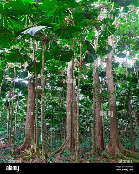 Trees In The Tropical Rainforest