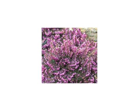 Mediterranean Pink Heather