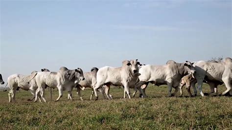 Fazenda Pagador Criador de Gado Nelore em P Prudente Fábio Buchalla