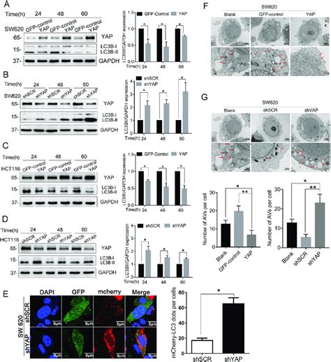 Yap Inhibits Autophagy In Human Crc Cells A D Sw And Hct Cells