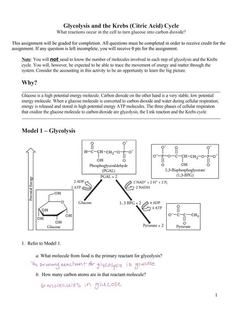 Solution Bio 181 Lecture 12 Worksheet Glycolysis And The Citric Acid