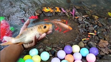 Mencari Banyak Ikan Hias Bebek Angsa Ikan Gurame Ikan Koi Ikan Mas