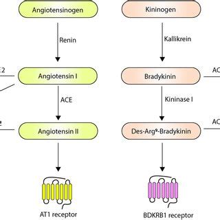 A Schematic Diagram Of ACE2 ACE And Bradykinin Regulation Mechanisms