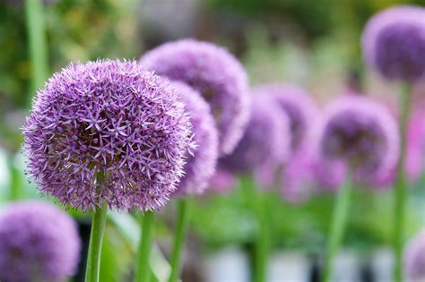 Giant Allium Flower Plant Free Photo On Pixabay Pixabay