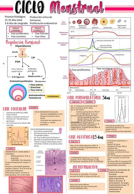 Ciclo Menstrual Lilostudymed UDocz