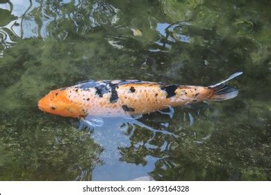 Large Orange Fish Black Spots On Stock Photo 1693164328 Shutterstock