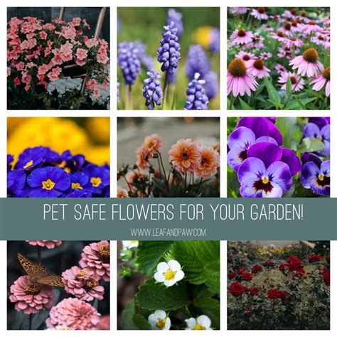 Cat Friendly Flowers And Plants To Brighten Your Home Artofit