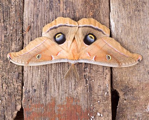 Best Polyphemus Moth Stock Photos, Pictures & Royalty-Free Images - iStock