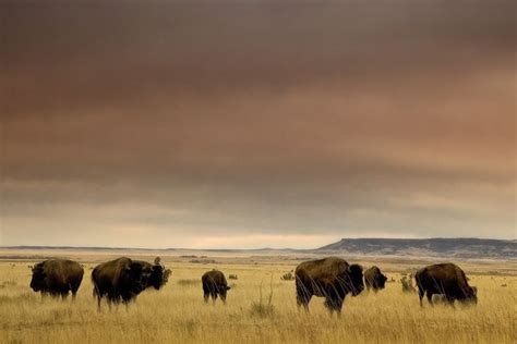 Bison on the plains for you today. Enjoy your Tuesday! . . . . #bison # ...