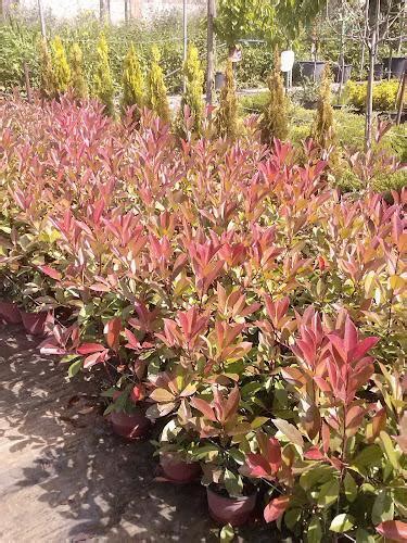 Vivaio Roberto Giulivi Piante E Fiori Concentrato Per Dolci Terni