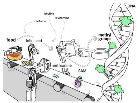 Nutrition & the Epigenome