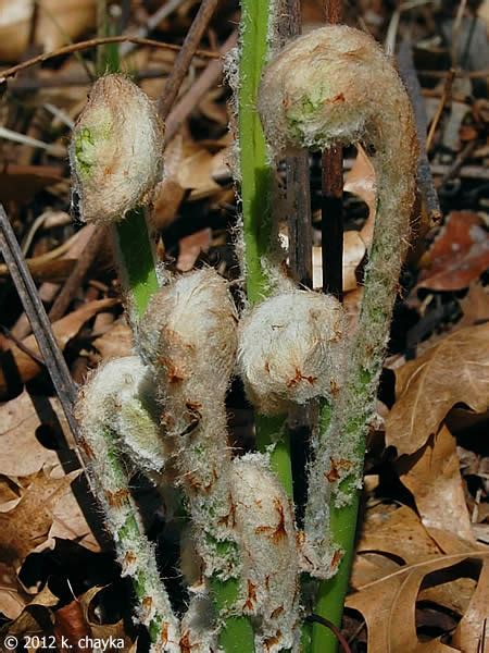 Osmundastrum Cinnamomeum Cinnamon Fern Minnesota Wildflowers