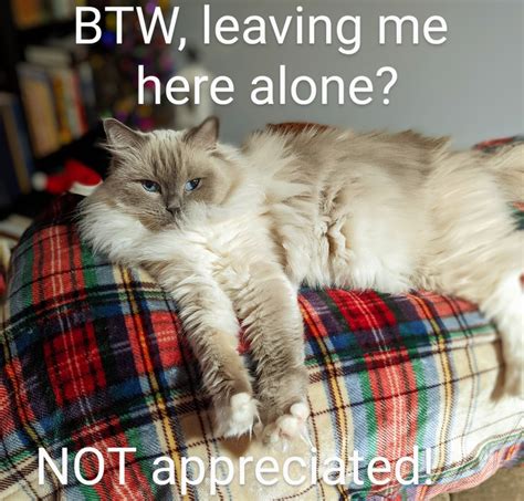 Not Appreciated Lolcats Lol Cat Memes Funny Cats Funny Cat