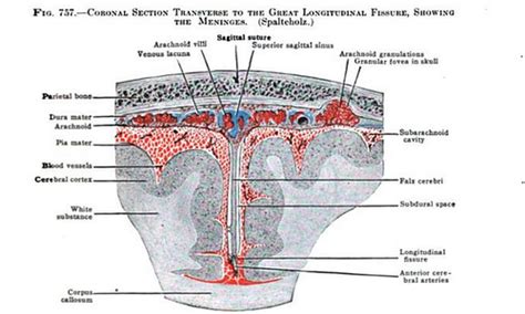 None Of Your Neurones Know Who You Are • Image Image Schaeffer 1942