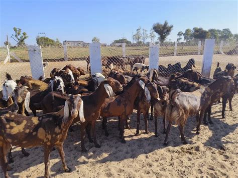 Sirohi Female Goat At Rs 230kg Sirohi Goat In Nagaur Id 26538316191